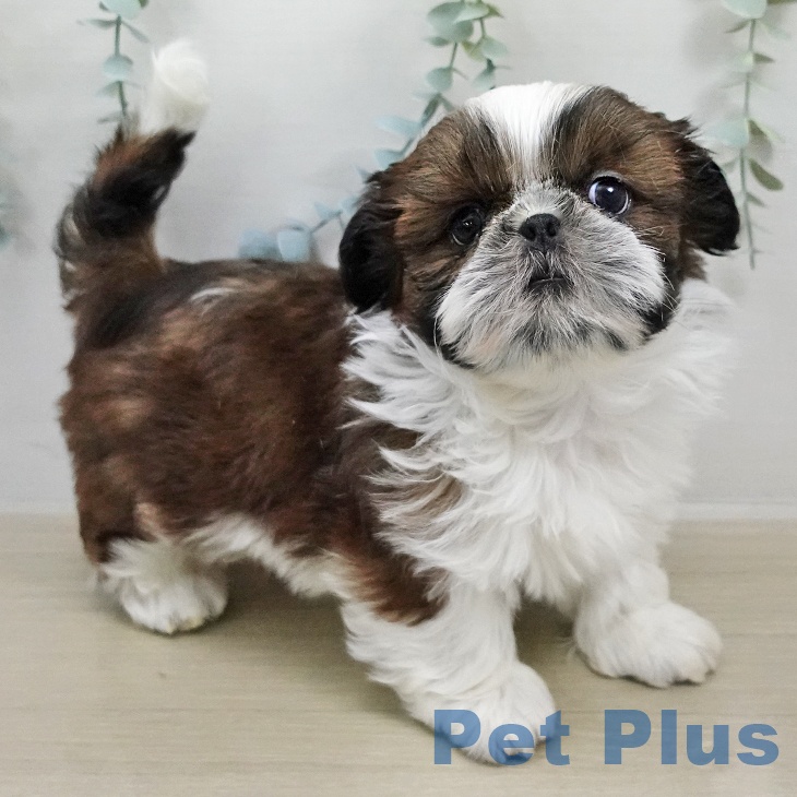 シー・ズーの写真2