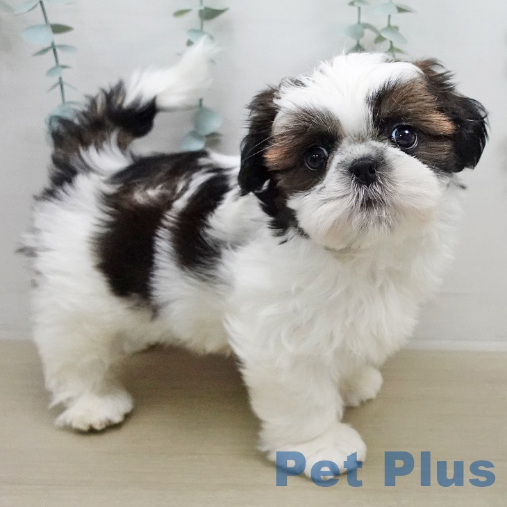 シー・ズーの写真2