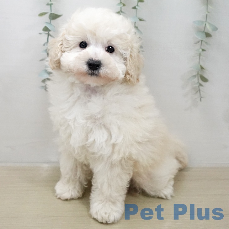 トイ・プードル