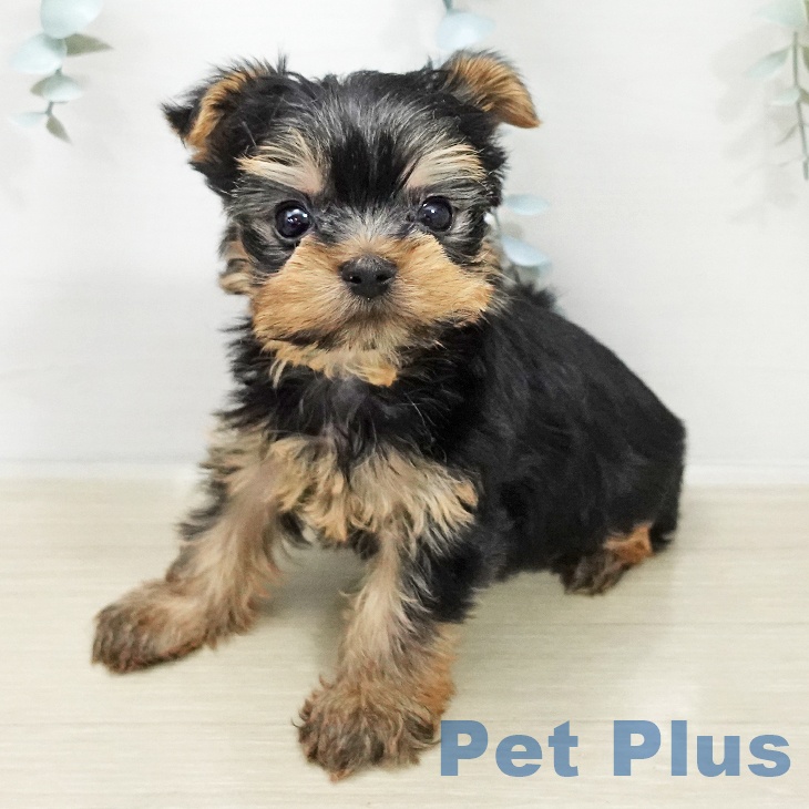 ヨークシャー・テリア