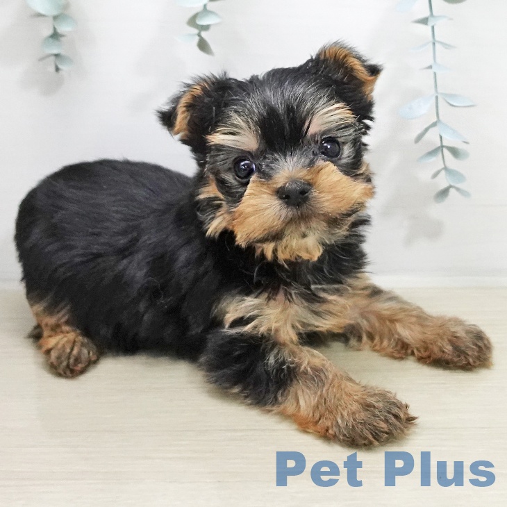 ヨークシャー・テリアの写真2