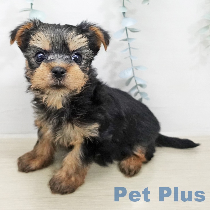 ヨークシャー・テリア