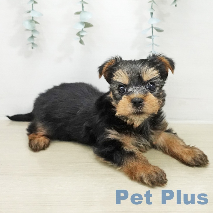 ヨークシャー・テリアの写真2