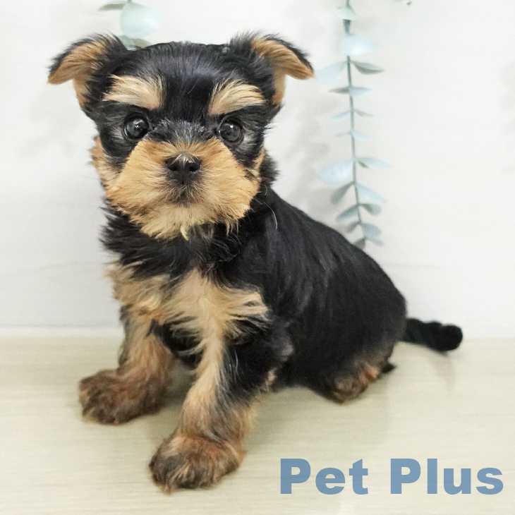 ヨークシャー・テリア