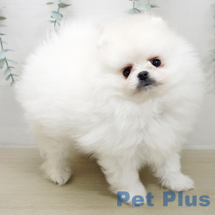 ポメラニアンの写真2