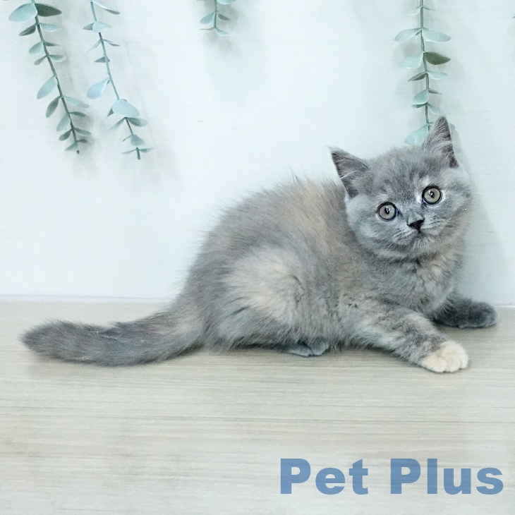 ブリティッシュショートヘアの写真2