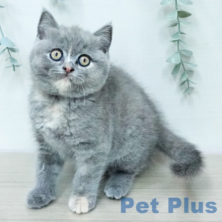 ブリティッシュショートヘア