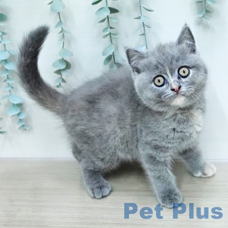 ブリティッシュショートヘアの写真2