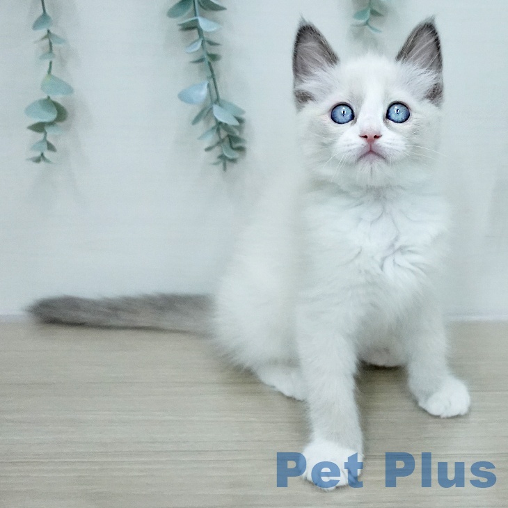 ラグドールの写真2