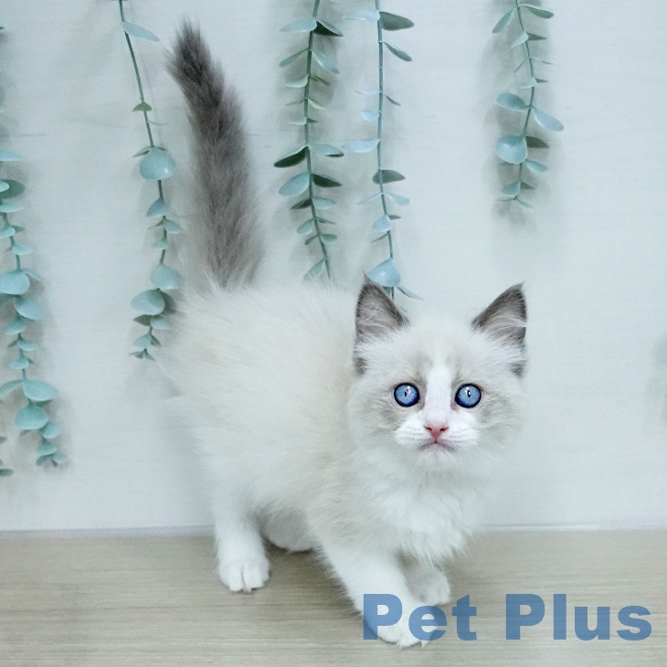 ラグドールの写真2