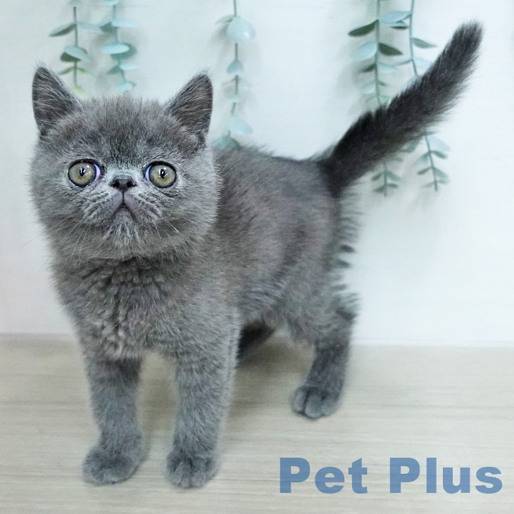 エキゾチックの写真2