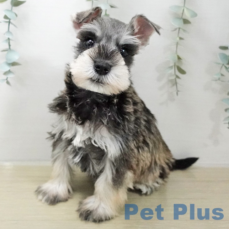 ミニチュア・シュナウザー