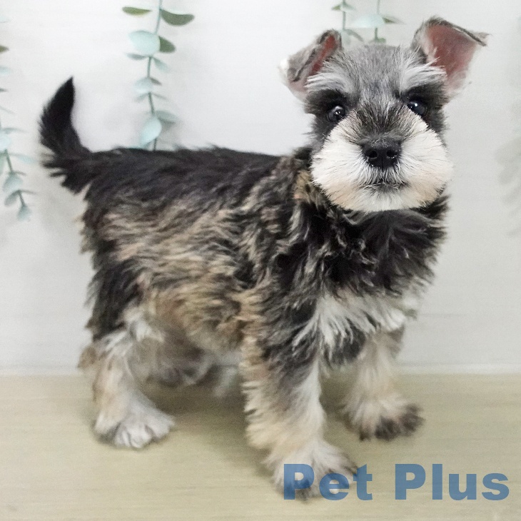 ミニチュア・シュナウザーの写真2