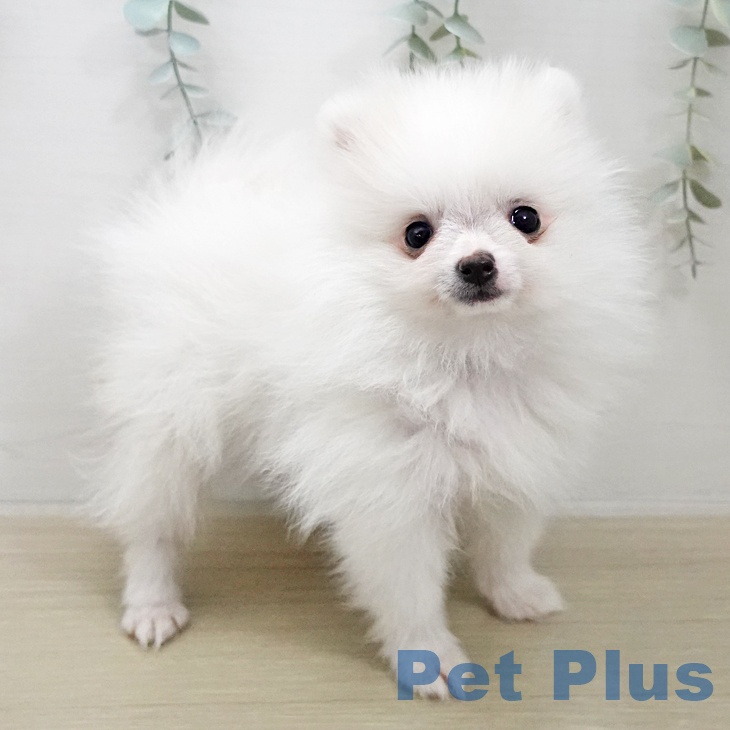 ポメラニアンの写真2