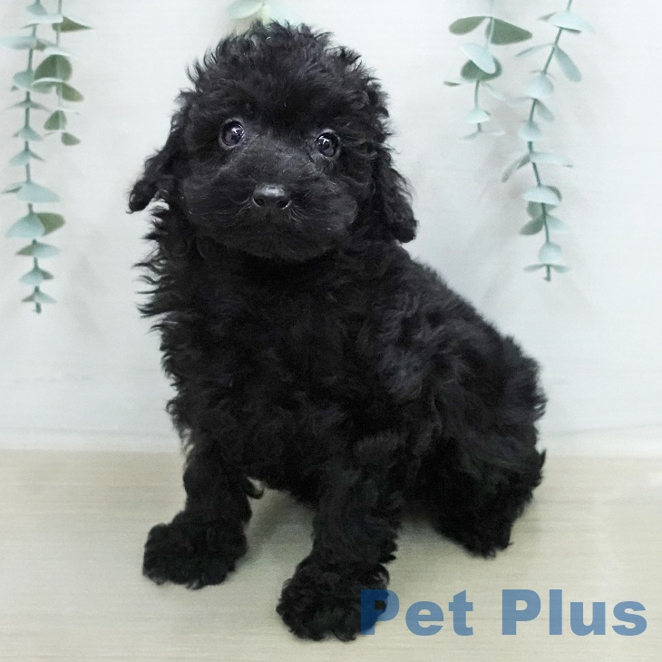 トイ・プードル