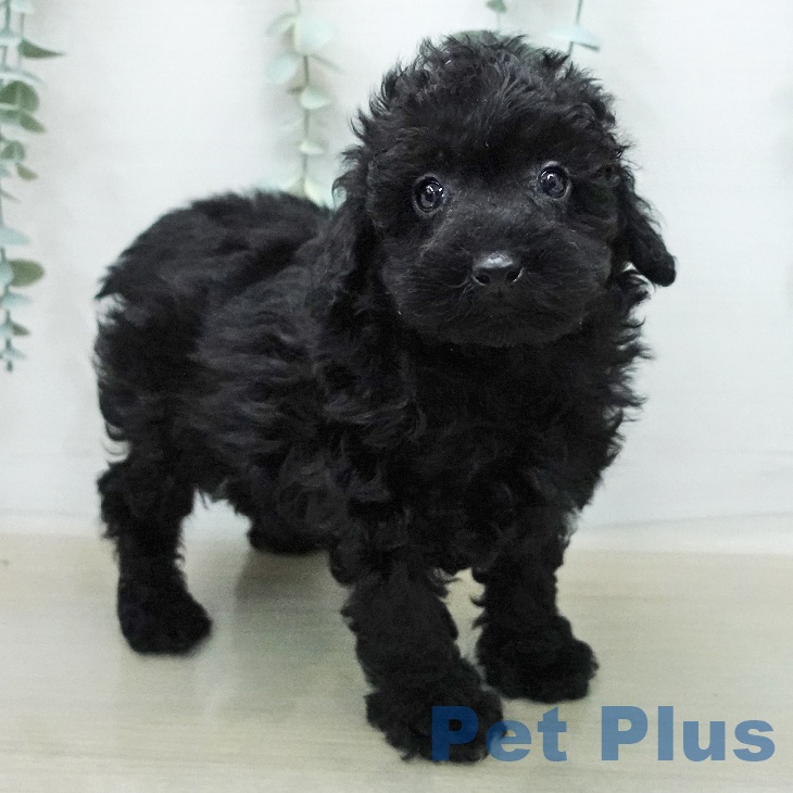 トイ・プードルの写真2