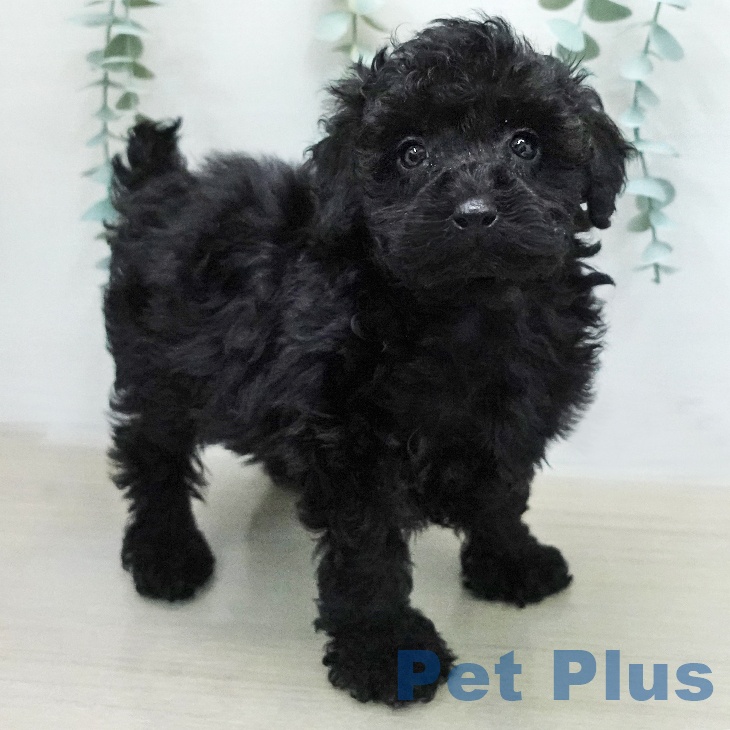 トイ・プードル