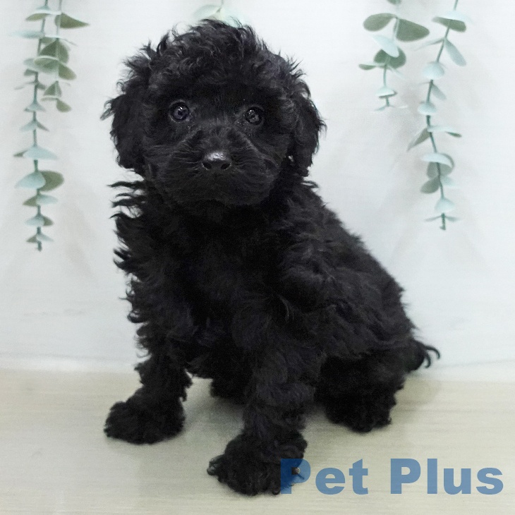 トイ・プードルの写真2