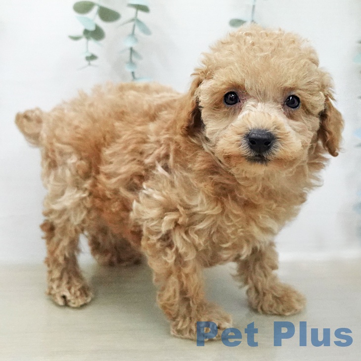 トイ・プードル