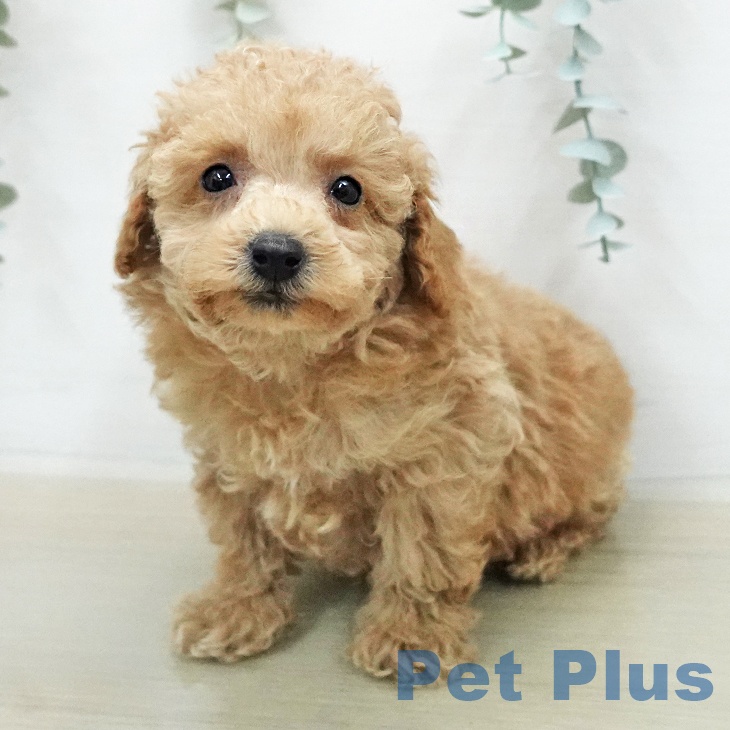 トイ・プードルの写真2