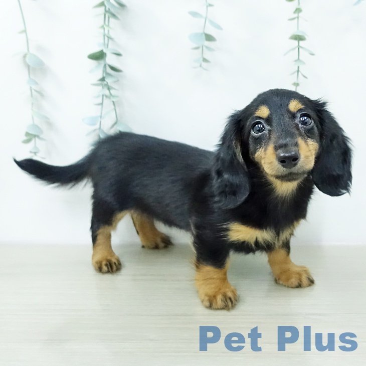 カニーンヘン・ダックスフンドの写真2