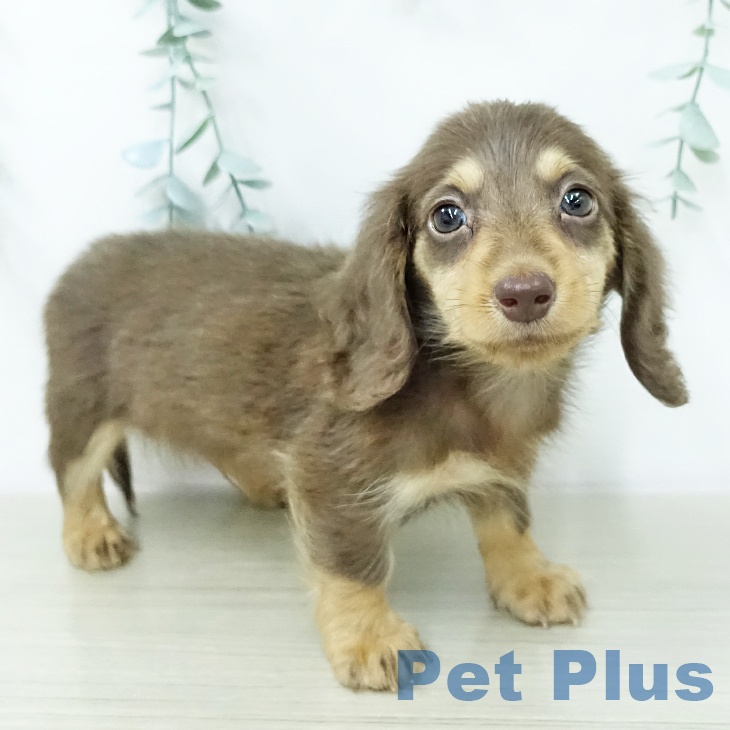 カニーンヘン・ダックスフンドの写真2