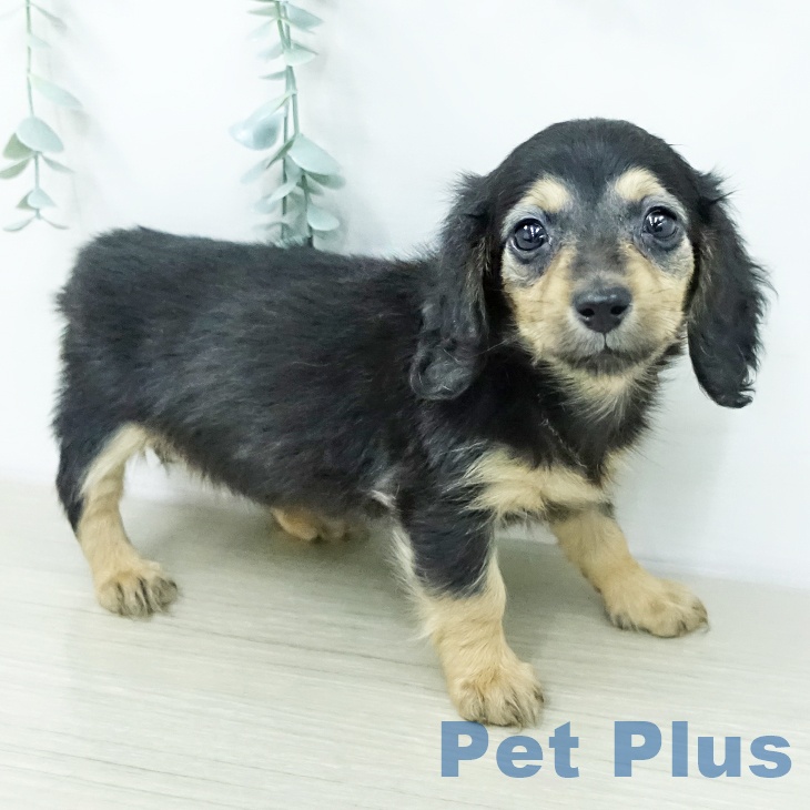 カニーンヘン・ダックスフンドの写真2