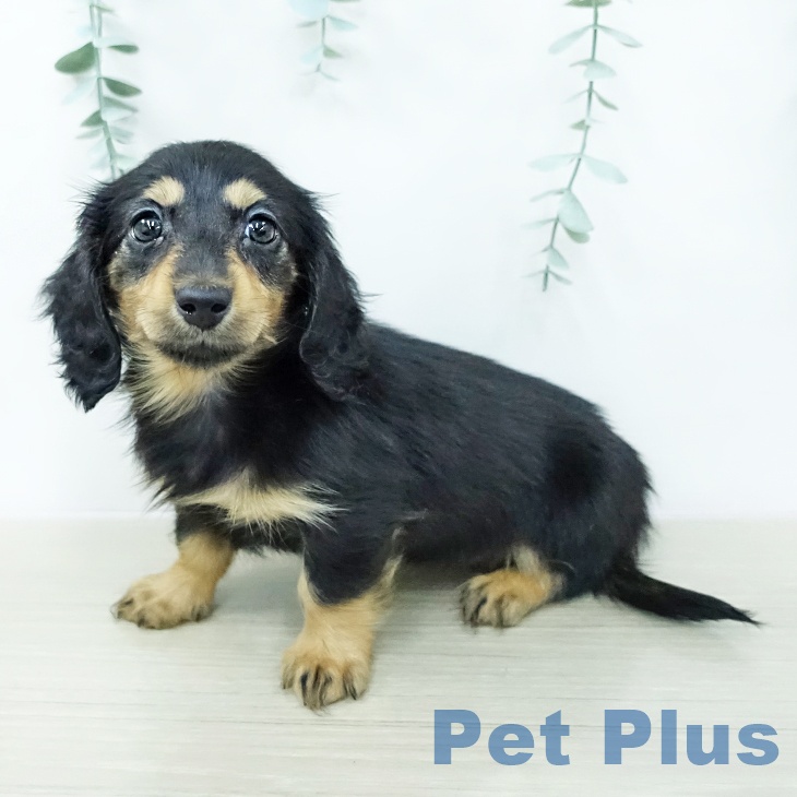 カニーンヘン・ダックスフンド