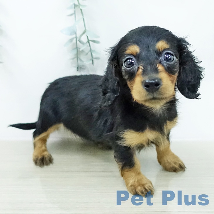 カニーンヘン・ダックスフンド