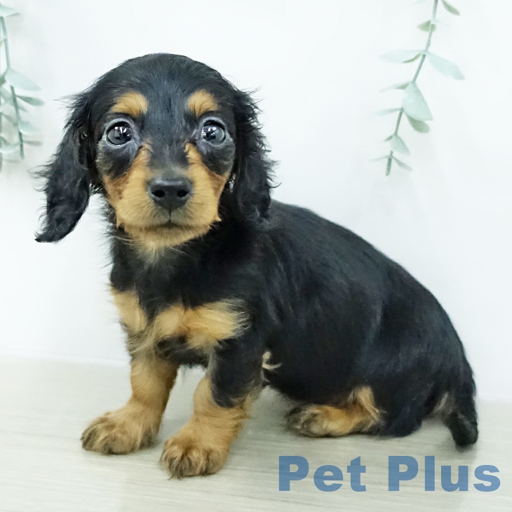 カニーンヘン・ダックスフンドの写真2