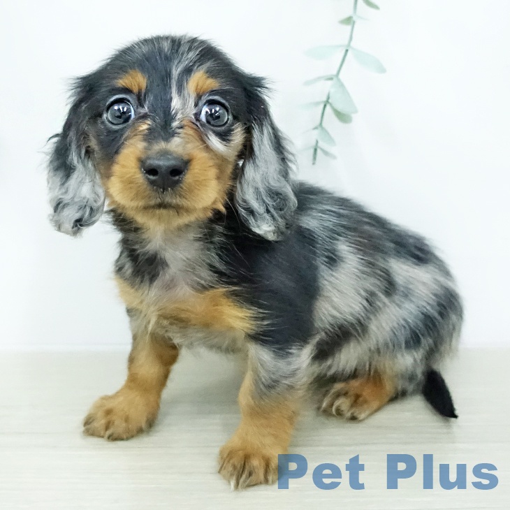 カニーンヘン・ダックスフンド