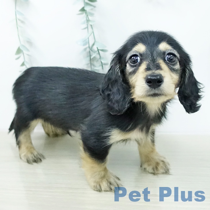 カニーンヘン・ダックスフンドの写真2