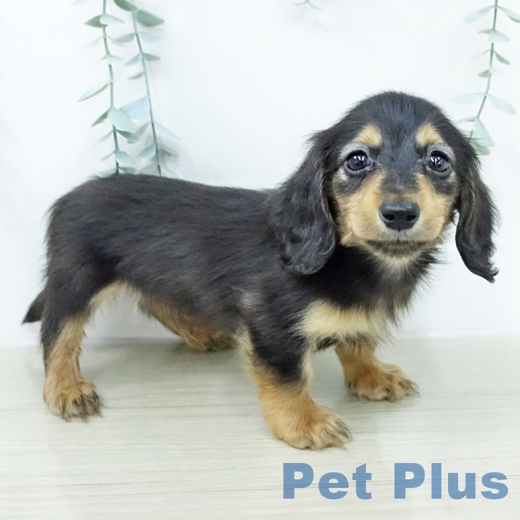 カニーンヘン・ダックスフンド