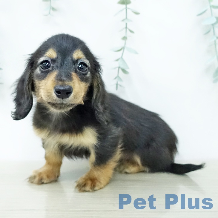 カニーンヘン・ダックスフンドの写真2