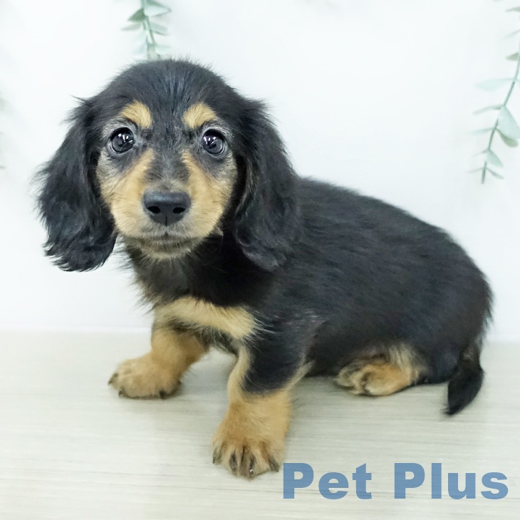 カニーンヘン・ダックスフンド