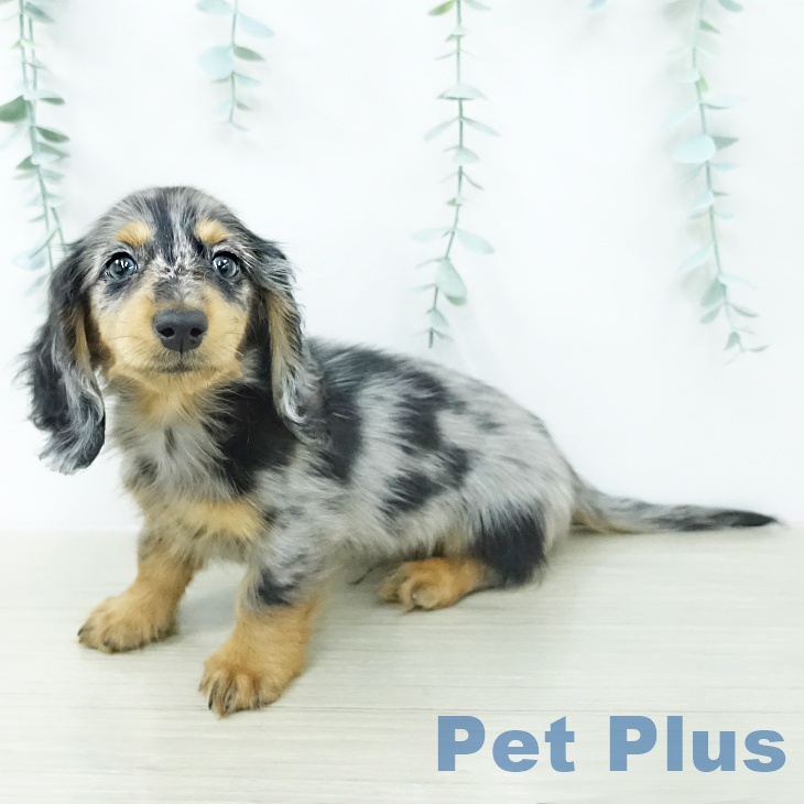 カニーンヘン・ダックスフンド