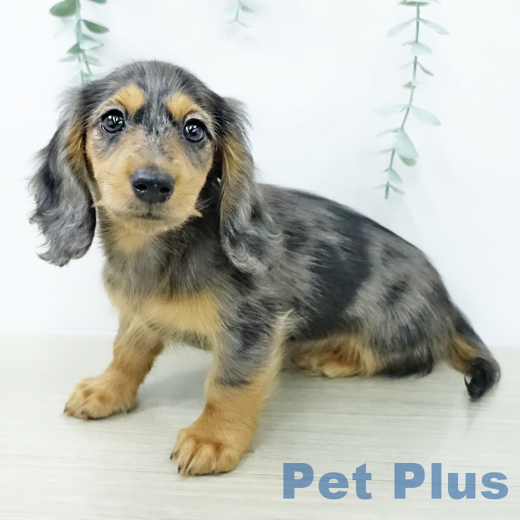 カニーンヘン・ダックスフンド