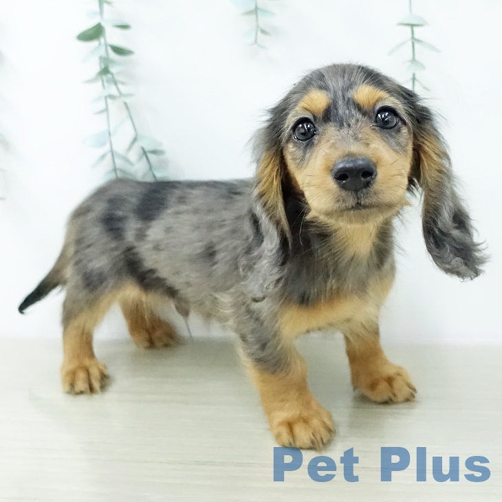 カニーンヘン・ダックスフンドの写真2