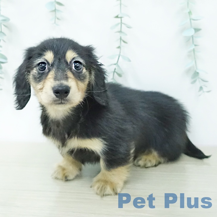 カニーンヘン・ダックスフンド