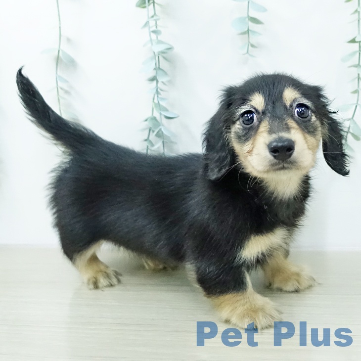 カニーンヘン・ダックスフンド