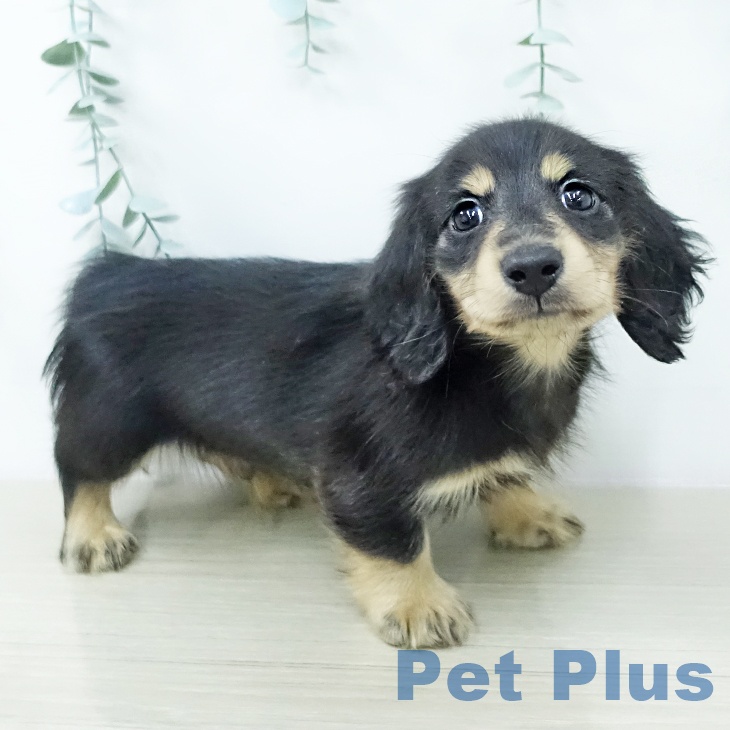 カニーンヘン・ダックスフンド