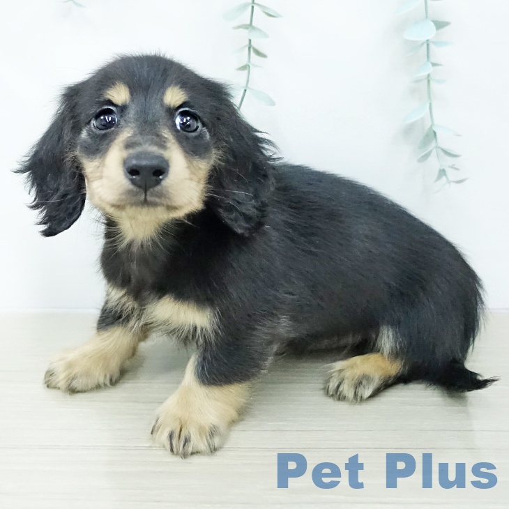 カニーンヘン・ダックスフンドの写真2