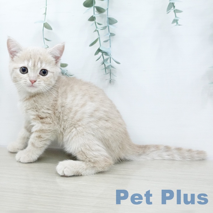 スコティッシュフォールドの写真2