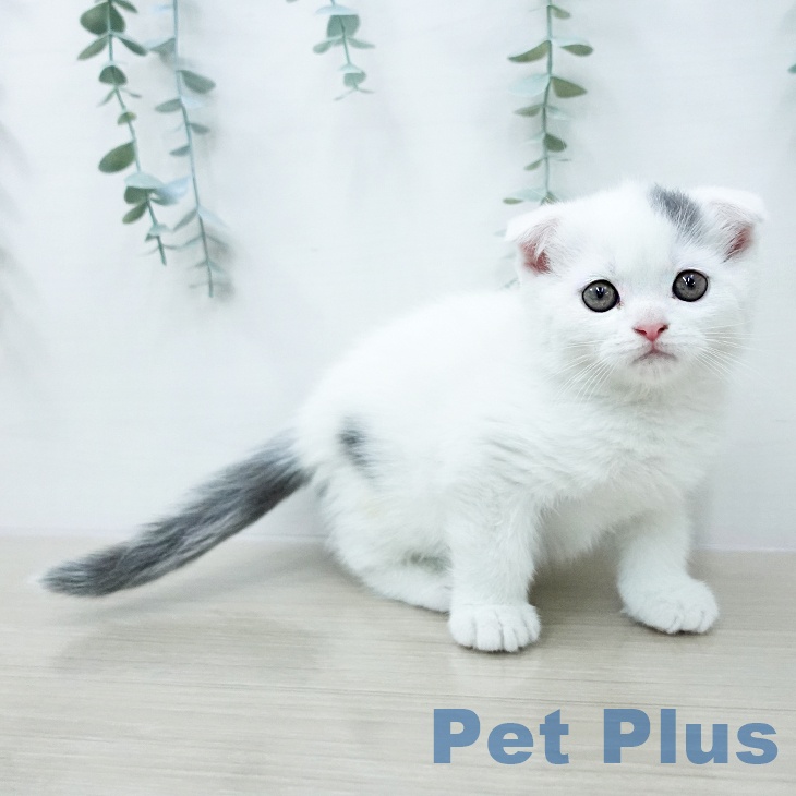 スコティッシュフォールド