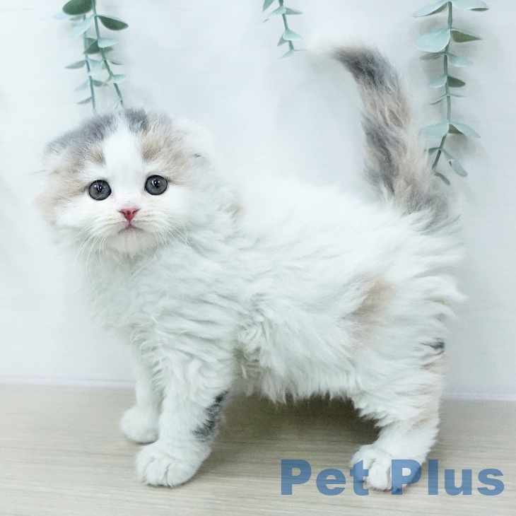 スコティッシュフォールド