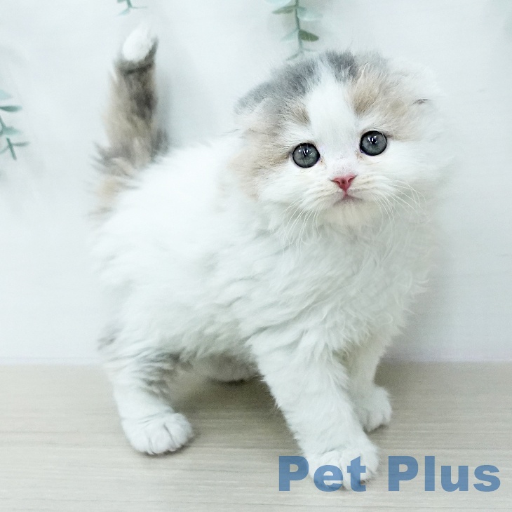 スコティッシュフォールドの写真2