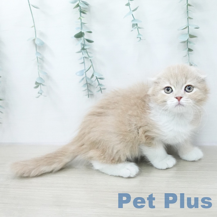 スコティッシュフォールド