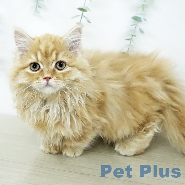 マンチカンの写真2