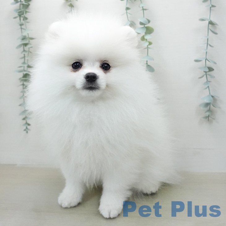 ポメラニアンの写真2