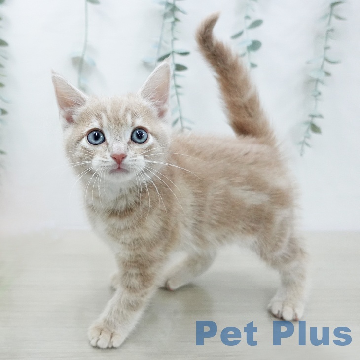 アメリカンショートヘアの写真2